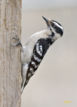 Downy Woodpecker